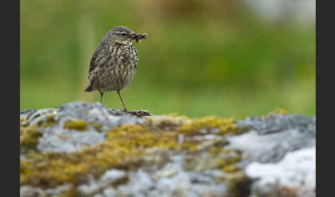 Strandpieper (Anthus petrosus)