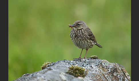 Strandpieper (Anthus petrosus)