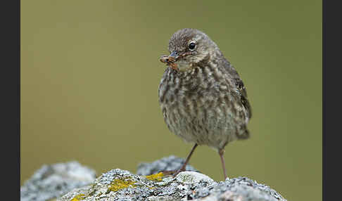 Strandpieper (Anthus petrosus)