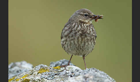 Strandpieper (Anthus petrosus)