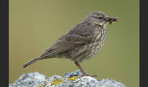 Strandpieper (Anthus petrosus)