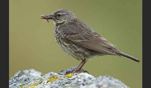 Strandpieper (Anthus petrosus)