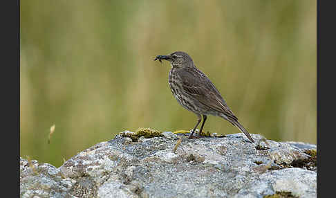 Strandpieper (Anthus petrosus)