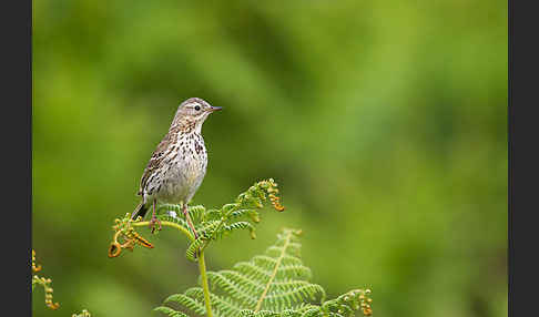 Wiesenpieper (Anthus pratensis)