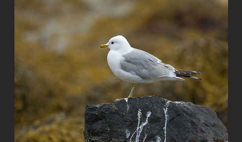 Sturmmöwe (Larus canus)