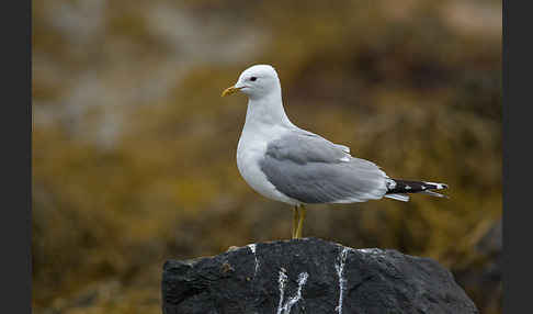 Sturmmöwe (Larus canus)