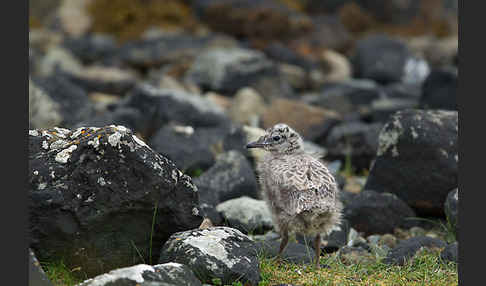 Sturmmöwe (Larus canus)