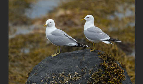 Sturmmöwe (Larus canus)