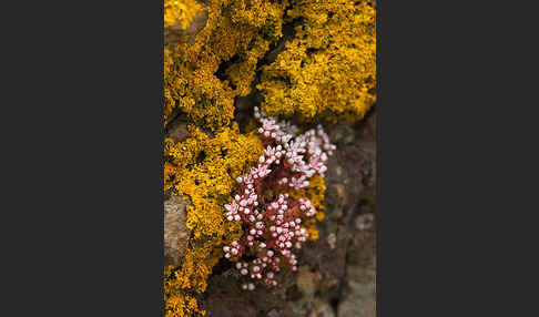 Mauerpfeffer (Sedum spec.)