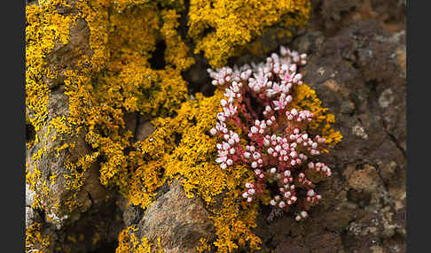 Mauerpfeffer (Sedum spec.)