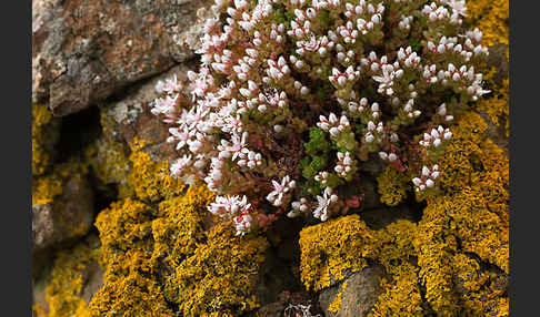 Mauerpfeffer (Sedum spec.)