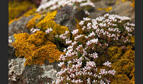 Mauerpfeffer (Sedum spec.)