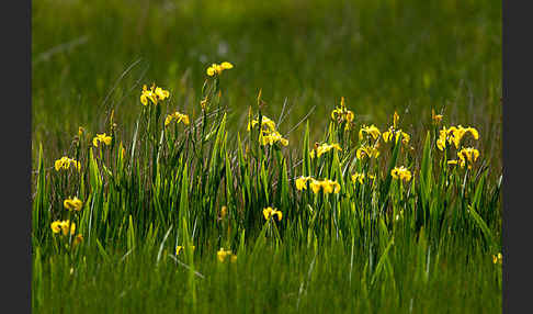 Wasser-Schwertlilie (Iris pseudacorus)