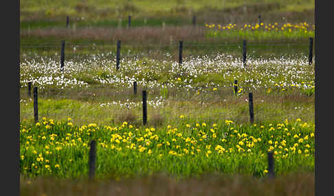 Wasser-Schwertlilie (Iris pseudacorus)