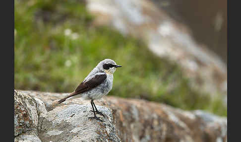 Steinschmätzer (Oenanthe oenanthe)