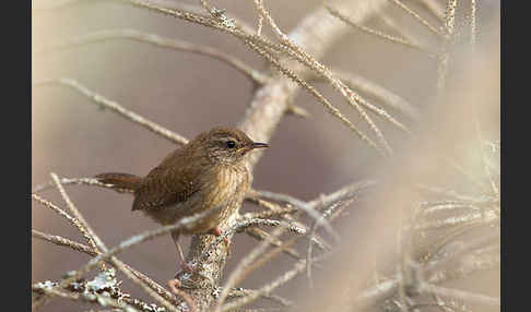 Zaunkönig (Troglodytes troglodytes)