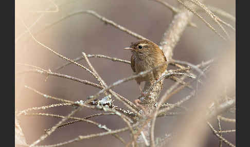 Zaunkönig (Troglodytes troglodytes)