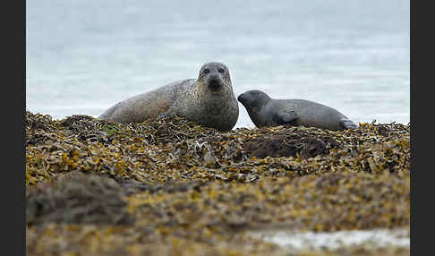 Seehund (Phoca vitulina)