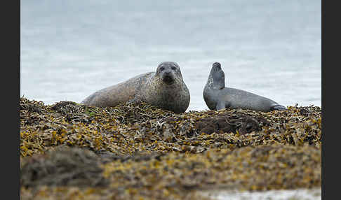 Seehund (Phoca vitulina)