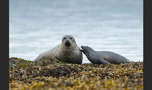 Seehund (Phoca vitulina)