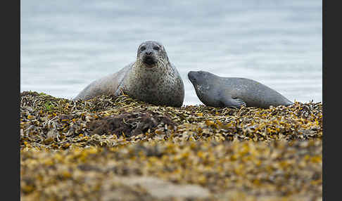 Seehund (Phoca vitulina)