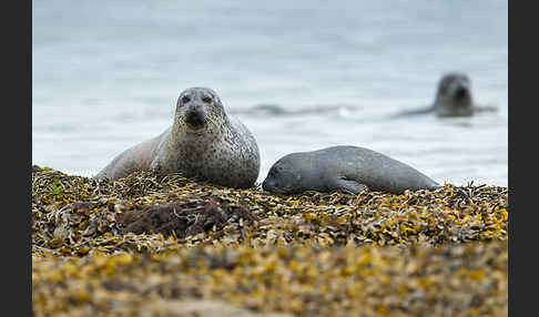 Seehund (Phoca vitulina)