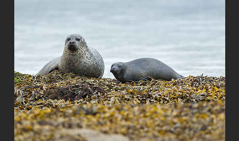 Seehund (Phoca vitulina)