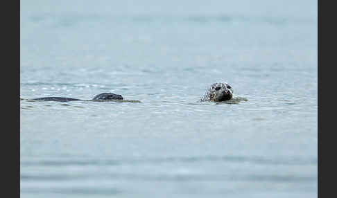 Seehund (Phoca vitulina)