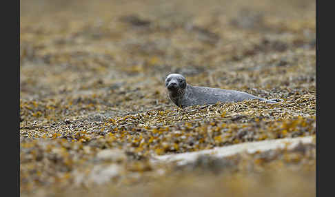 Seehund (Phoca vitulina)