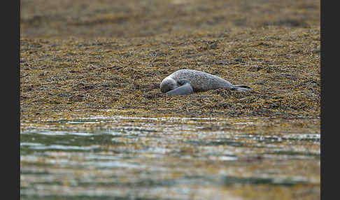 Seehund (Phoca vitulina)