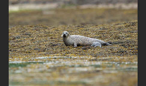 Seehund (Phoca vitulina)