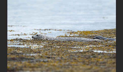 Seehund (Phoca vitulina)