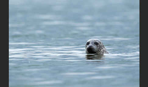 Seehund (Phoca vitulina)