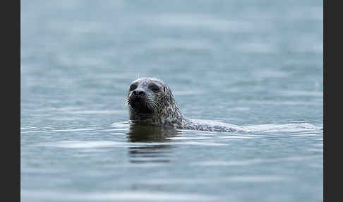 Seehund (Phoca vitulina)