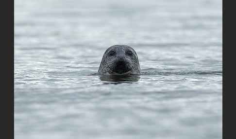 Seehund (Phoca vitulina)