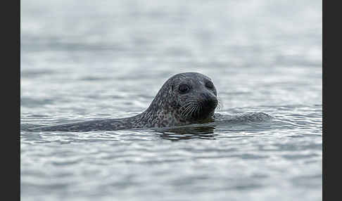 Seehund (Phoca vitulina)