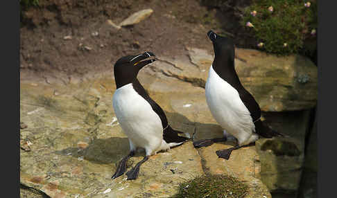 Tordalk (Alca torda)