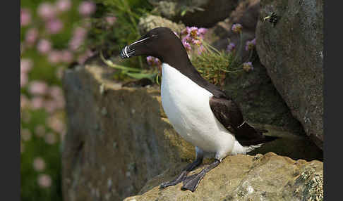 Tordalk (Alca torda)