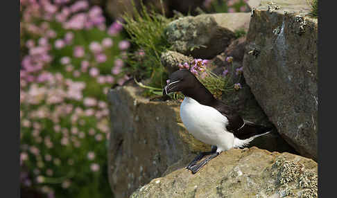 Tordalk (Alca torda)