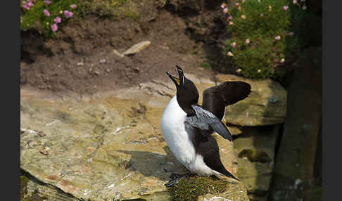 Tordalk (Alca torda)