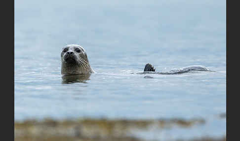 Seehund (Phoca vitulina)