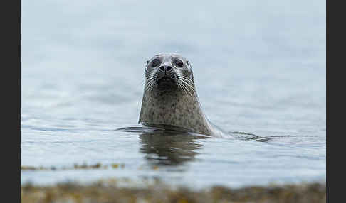 Seehund (Phoca vitulina)