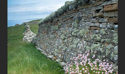 Gewöhnliche Grasnelke (Armeria maritima)