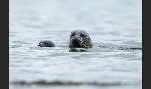 Seehund (Phoca vitulina)