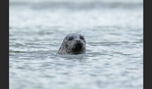 Seehund (Phoca vitulina)