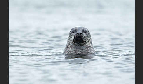 Seehund (Phoca vitulina)