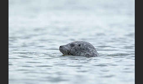 Seehund (Phoca vitulina)