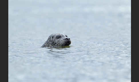 Seehund (Phoca vitulina)