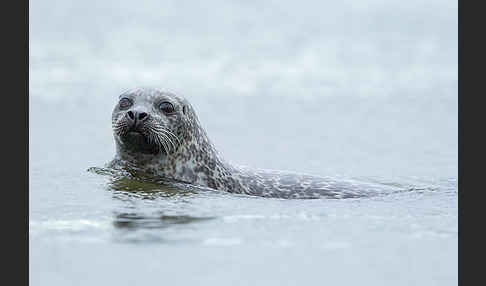 Seehund (Phoca vitulina)