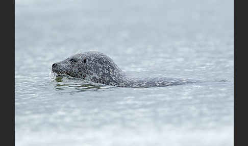 Seehund (Phoca vitulina)